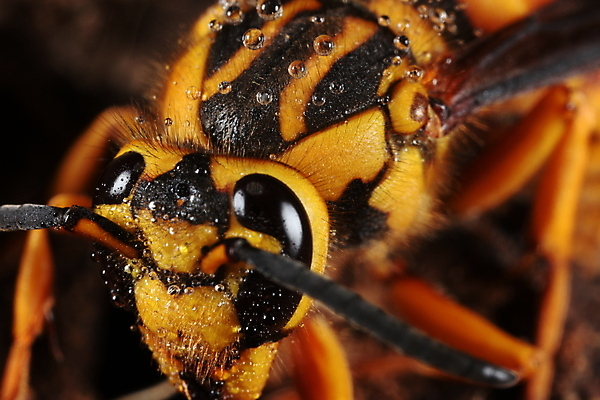 포토 JPG 해외이미지 곤충 날개 사람없음 노란색 검은색 닫기 해충 말벌 벌 찌르기 해외202004 해외포토 동물 컬러 모션 벌레 벌_곤충 파일형식 이미지허브