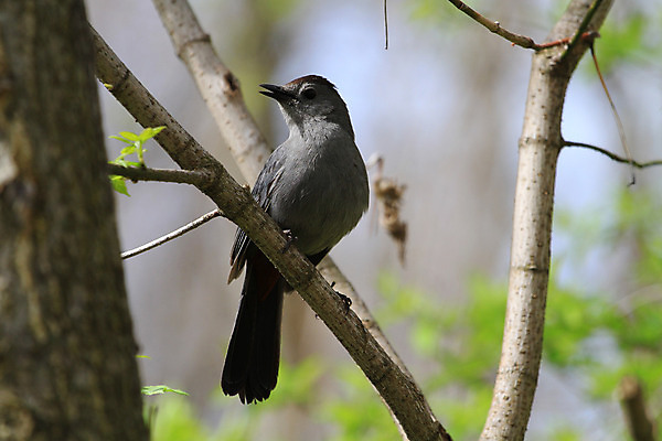 포토 JPG 해외이미지 동물 야생동물 날개 자연 조류 앉기 사람없음 야외 빨간색 초록색 회색 나뭇가지 숲 깃털 부리 동물상 해외202004 해외포토 나무 컬러 모션 조형물 생태계 파일형식 이미지허브
