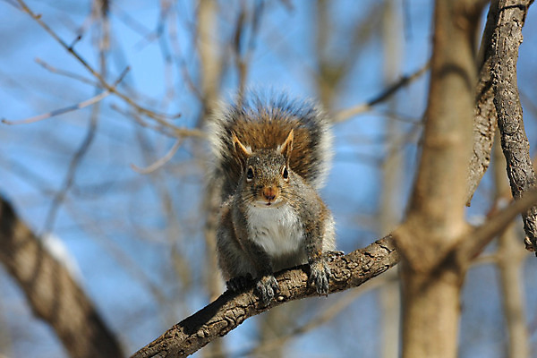 포토 JPG 해외이미지 나무 동물 응시 공원 야생동물 포즈 포유류 발 자연 생물 털 씨앗 사람없음 야외 빨간색 갈색 검은색 회색 견과류 설치류 숲 작음 먹이 모피 먹기 호기심 꼬리 다람쥐 솜털 내추럴 동물상 발톱 수유 해외202004 해외포토 식물 시선 공공시설 감정 컬러 컨셉 모션 신체부위 조형물 크기 생태계 파일형식 이미지허브
