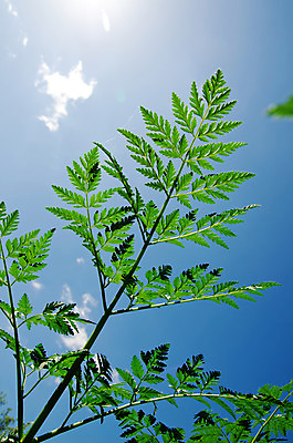 포토 JPG 해외이미지 식물 구름 계절 지구 백그라운드 잎 밭 농업 자연 하늘 날씨 풍경 잔디 사람없음 야외 초록색 여름 파란색 빛 햇빛 태양 농장 환경 맑음 봄 활발 흰색 시골 신선 뜨거움 땅 장면 내추럴 넘어짐 평야 수평선 해외202004 해외포토 자연요소 산업 컬러 컨셉 모션 생태계 파일형식 이미지허브