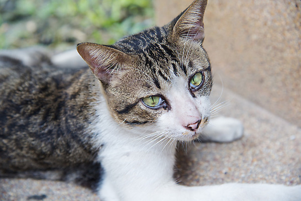 포토 JPG 해외이미지 동물 백그라운드 자연 휴식 표정 사람없음 고양이 회색 오픈 입 닫기 무서움 하품 기르기 블러 해외202004 해외포토 감정 컬러 컨셉 포유류 모션 신체부위 반려동물 생태계 돌봄 생리현상 파일형식 이미지허브