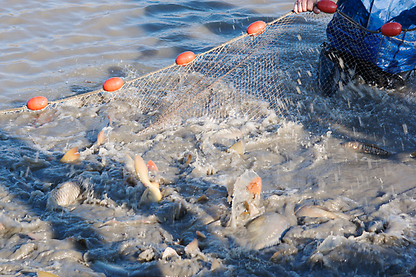 포토 JPG 해외이미지 호수 음식 낚시 건조 매달리기 어류 앉기 사람없음 야외 가로 물 강 장비 신선 잡기 그물 운반 어선 낚시꾼 코르크 민물 옛날 해외202004 해외포토 자연요소 배_교통 모션 레저 수중동물 파일형식 이미지허브