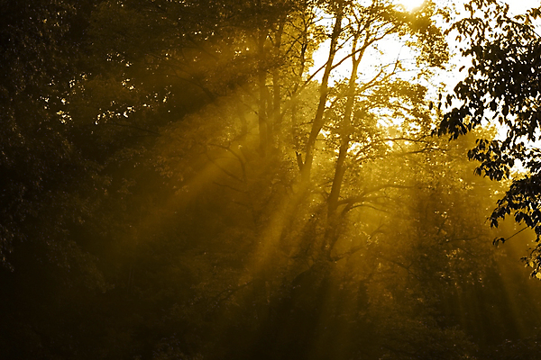 포토 JPG 해외이미지 나무 공원 실루엣 자연 아침 풍경 사람없음 야외 빛 태양 노란색 일출 일몰 새벽 꿈 안개 광선 가을 나뭇가지 숲 속도 상승 천국 내추럴 뿌연 세피아 피어싱 해외202004 해외포토 주간 자연요소 식물 계절 공공시설 컬러 컨셉 장신구 날씨 촬영기법 노을 생태계 파일형식 이미지허브