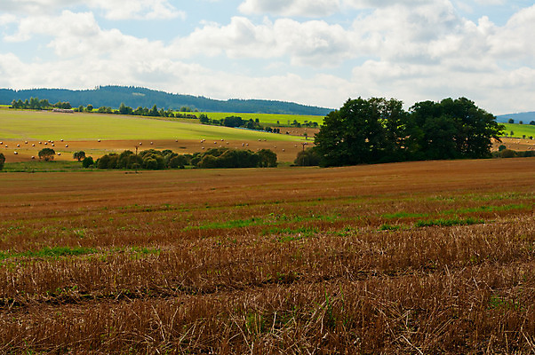 포토 JPG 해외이미지 식물 구름 지구 밭 농업 자연 하늘 씨앗 풍경 사람없음 야외 초록색 여름 파란색 농작물 햇빛 농장 농경지 환경 맑음 흙 수확 성장 가을 시골 황금 플랫 볏짚 시리얼 밀 만취 땅바닥 밭일 평야 수평선 세련 해외202004 해외포토 자연요소 계절 산업 음식 컬러 날씨 곡류 바닥 태양 짚 생태계 술취함 파일형식 이미지허브