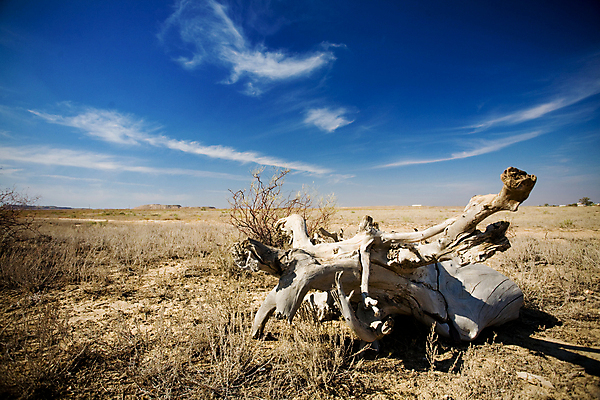 포토 JPG 해외이미지 나무 식물 구름 지구 모래 여행 자연 하늘 날씨 건조 따뜻함 풍경 사람없음 야외 여름 파란색 노란색 맑음 사막 죽음 뜨거움 황무지 균열 땅 모래언덕 언덕 뿌리 가뭄 남쪽 해외202004 해외포토 자연요소 계절 컬러 모션 방향 생태계 파일형식 이미지허브