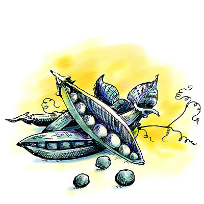 포토 JPG 해외이미지 클립아트 식물 음식 백그라운드 농업 다이어트 채소 일러스트 재료 콩 건강 미술 씨앗 사람없음 그래픽 초록색 농작물 식당 정원 샐러드 수확 성장 신선 시장 우아함 낙서 작음 스케치 먹기 메뉴 그림 유기농 완두콩 날것 내추럴 꼬투리 채식주의자 해외202004 해외포토 웰빙 산업 컬러 컨셉 모션 문화예술 곡류 상점 크기 채식 파일형식 이미지허브