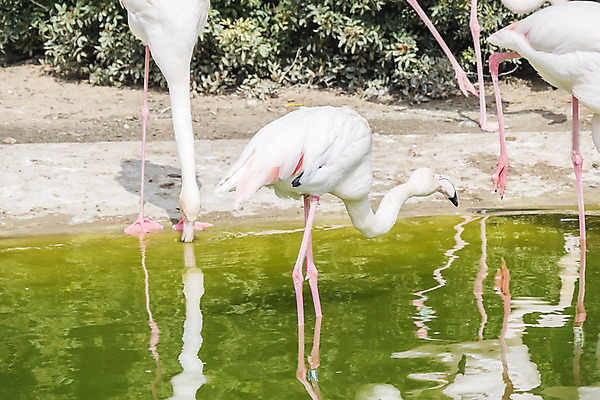 포토 JPG 해외이미지 동물 척추동물 유럽 호수 야생동물 분홍색 포즈 날개 아프리카 자연 조류 초식동물 생물 서기 사람없음 물 컬러풀 반사 환경 흰색 연못 행운 그룹 황무지 우아함 보호 깃털 생태계 부리 목 석호 내추럴 동물상 이국적 해외202004 해외포토 자연요소 나라 컬러 컨셉 모션 신체부위 조형물 파일형식 이미지허브
