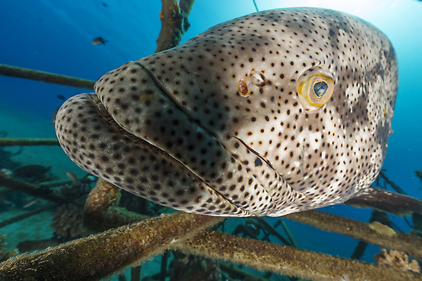 포토 JPG 해외이미지 식물 동물 모래 바다 백그라운드 자연 표면 어류 풍경 사람없음 파란색 컬러풀 햇빛 태양 바닷속 수중 광선 산호 아래 다이빙 장면 암초 깊이 소금물 이국적 침몰 파라다이스 해외202004 해외포토 자연요소 컬러 수영 수중동물 자포동물 방향 생태계 위치 수중스포츠 파일형식 이미지허브
