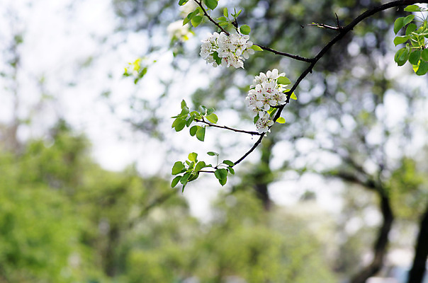 포토 JPG 해외이미지 나무 식물 계절 꽃잎 꽃 아시아 분홍색 백그라운드 곡선 자연 벽지 새로움 사람없음 장식 일본 중국 봄 벚꽃 흰색 나뭇가지 신선 개화 체리 닫기 사과 묘사 싱글 베트남 동쪽 내추럴 고립 꽃수술 블러 엘리먼트 해외202004 해외포토 나라 선 컬러 컨셉 과일 모션 동남아시아 방향 생태계 파일형식 이미지허브