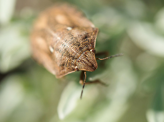 포토 JPG 해외이미지 유럽 야생동물 곤충 자연 영국 잉글랜드 잔디 사람없음 시골 닫기 벌레 서식스 해외202004 해외포토 식물 동물 나라 모션 생태계 파일형식 이미지허브