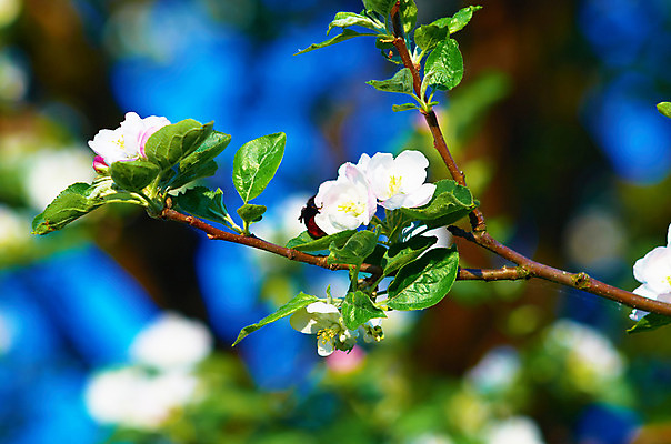 포토 JPG 해외이미지 나무 식물 계절 공원 꽃잎 꽃 분홍색 곤충 잎 꽃무늬 과일 자연 하늘 사람없음 야외 초록색 여름 파란색 빛 정원 맑음 봄 성장 벚꽃 흰색 나뭇가지 시골 신선 개화 사과 과수원 5월 벌 거미줄 원예 내추럴 해외202004 해외포토 동물 공공시설 컬러 무늬 농업 날씨 취미 날짜 생태계 파일형식 이미지허브
