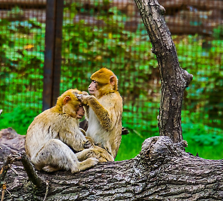 포토 JPG 해외이미지 동물 커플 여자 남자 얼굴 포유류 아프리카 동물원 종류 성인 사람없음 반려동물 머리 원숭이 쌍 수집 멸종 유인원 몸단장 소셜 이국적 인기 해외202004 해외포토 나라 관계 사람 신체부위 파일형식 이미지허브
