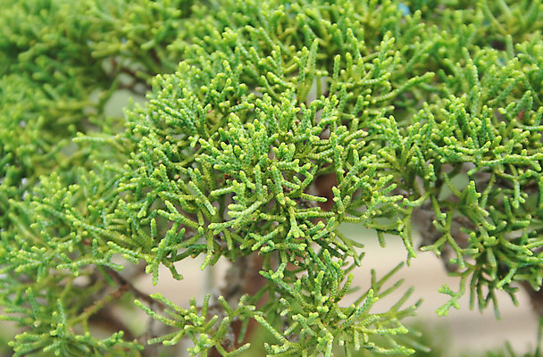 포토 JPG 해외이미지 나무 식물 계절 공원 백그라운드 겨울 자연 사람없음 목재 초록색 나뭇가지 신선 소나무 떨어짐 숲 순수 에코 유기농 질감 상록수 침엽수 전나무 내추럴 생태학 가문비나무 해외202004 해외포토 웰빙 공공시설 교육 컬러 컨셉 재료 환경 생태계 파일형식 이미지허브