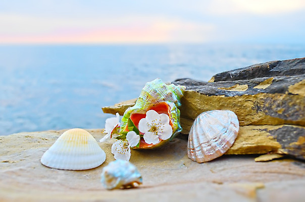 포토 JPG 해외이미지 구름 모래 파도 바다 여행 백그라운드 자연 하늘 휴가 조개 휴식 연체동물 해변 사람없음 야외 물 여름 파란색 햇빛 우주 맑음 침묵 껍질 바위 소라 오브젝트 태평양 석호 해외202004 해외포토 자연요소 계절 컬러 컨셉 날씨 어패류 무척추동물 태양 소리 돌_바위 생태계 파일형식 이미지허브