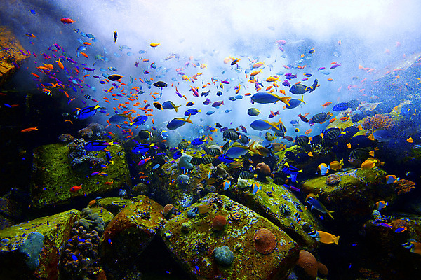 포토 JPG 해외이미지 식물 동물 야생동물 바다 백그라운드 모션 자연 어류 사람없음 물 파란색 빛 컬러풀 노란색 수중 수영 활발 산호 작음 소금 암초 수족관 산소 깊이 동물상 소금물 이국적 해외202004 해외포토 자연요소 컬러 컨셉 조형물 수중동물 수상스포츠 원소 자포동물 크기 생태계 파일형식 이미지허브