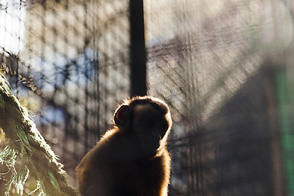 포토 JPG 해외이미지 동물 1 손 응시 얼굴 야생동물 백그라운드 포유류 태국 자연 자물쇠 동물원 관리 사람없음 울타리 갈색 환경 금속 검은색 전시 자유 슬픔 흰색 원숭이 바 실험실 닫기 고독 탈출 철 교도소 감옥 새장 유인원 내추럴 침팬지 혼자 해외202004 해외포토 시선 감정 아시아 컬러 컨셉 모션 재질 실험 신체부위 담장 생태계 케이지 파일형식 이미지허브