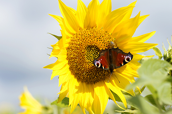 포토 JPG 해외이미지 식물 계절 꽃 나비 꽃무늬 밭 농업 자연 해바라기 풍경 사람없음 초록색 여름 햇빛 태양 노란색 개화 벌 해외202004 해외포토 자연요소 산업 컬러 곤충 무늬 생태계 파일형식 이미지허브