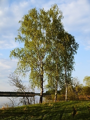 포토 JPG 해외이미지 나무 구름 자연 하늘 날씨 휴식 풍경 사람없음 목재 강 태양 침묵 시골 숲 순수 즐거움 생태학 해외202004 해외포토 자연요소 식물 교육 감정 컨셉 재료 소리 생태계 파일형식 이미지허브