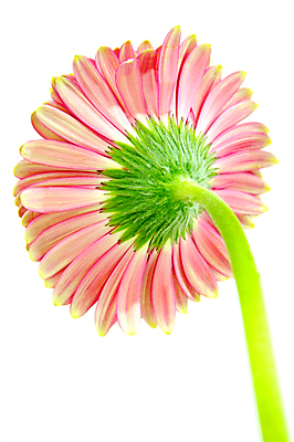 포토 JPG 해외이미지 꽃잎 꽃 줄기 분홍색 사람없음 개화 닫기 흰배경 데이지 거베라 영원 해외202004 해외포토 식물 컬러 백그라운드 모션 흰색 파일형식 이미지허브