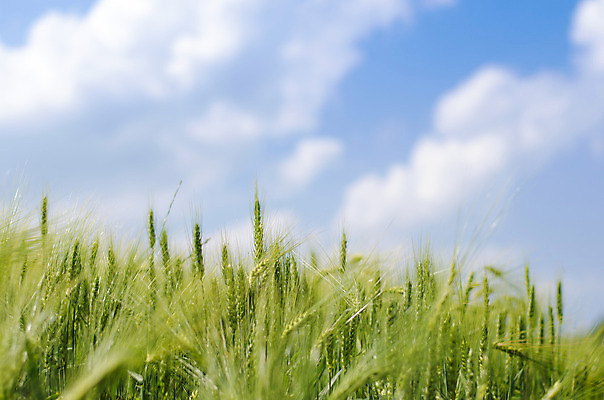 포토 JPG 해외이미지 식물 구름 계절 음식 백그라운드 밭 농업 자연 하늘 아침 날씨 건강 씨앗 풍경 사람없음 야외 초록색 여름 파란색 농작물 햇빛 농장 농경지 우주 환경 봄 수확 성장 시골 신선 낟알 시리얼 밀 먹기 유기농 질감 밀짚 내추럴 호밀 세련 해외202004 해외포토 주간 자연요소 웰빙 산업 컬러 모션 곡류 태양 짚 생태계 파일형식 이미지허브