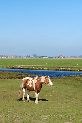 포토 JPG 해외이미지 동물 섬 풍경 사람없음 햇빛 농장 농경지 갈색 맑음 봄 흰색 땅 네덜란드 해외202004 해외포토 계절 유럽 컬러 농업 날씨 태양 파일형식 이미지허브