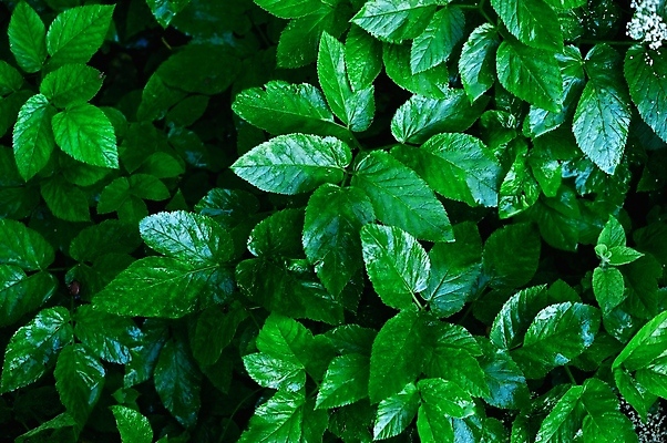 포토 JPG 해외이미지 식물 백그라운드 잎 자연 사람없음 초록색 햇빛 환경 성장 신선 유기농 해외202004 해외포토 웰빙 컬러 태양 생태계 파일형식 이미지허브