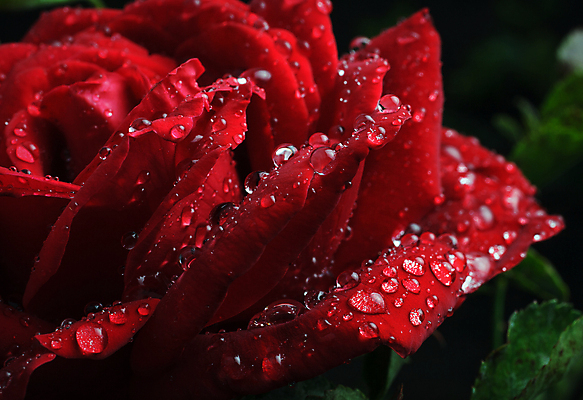 포토 JPG 해외이미지 식물 꽃잎 꽃 백그라운드 꽃무늬 자연 휴가 발렌타인데이 선물 사랑 사람없음 장식 빨간색 물 여름 장미 젖음 벚꽃 물방울 신선 개화 떨어짐 이슬 오브젝트 싱글 질감 내추럴 해외202004 해외포토 자연요소 계절 감정 컬러 컨셉 무늬 데이이벤트 생태계 파일형식 이미지허브