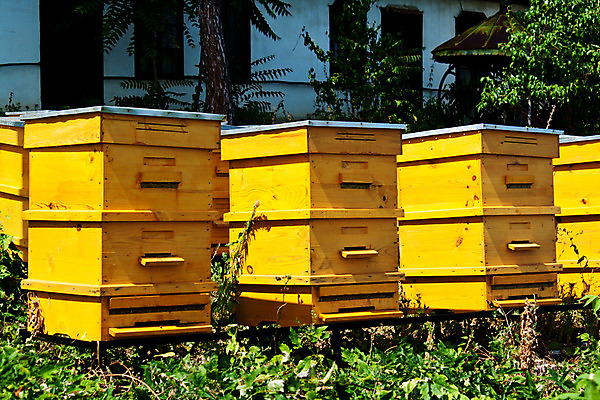 포토 JPG 해외이미지 음식 곤충 패턴 과일 자연 노동자 프레임 세포 건강 안전 사람없음 약 농장 흰색 달콤 꿀벌 수분 질감 꽃가루 육각형 꿀 조제 여왕 벌집 개선 고립 면역력 밀랍 보유 양봉 업그레이드 왁스 셀룰러 해외202004 해외포토 도형 동물 직업 컬러 무늬 농업 의학 맛 벌_곤충 가루 생태계 만들기 파일형식 이미지허브