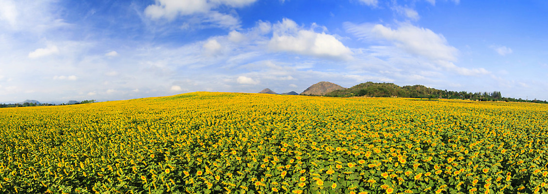 포토 JPG 해외이미지 식물 꽃 백그라운드 꽃무늬 패턴 밭 농업 자연 하늘 해바라기 파노라마 풍경 사람없음 장식 초록색 여름 파란색 컬러풀 태양 농장 노란색 정원 맑음 프랑스 수확 벚꽃 시골 개화 유기농 내추럴 강렬 프로방스 해외202004 해외포토 자연요소 웰빙 계절 유럽 산업 컬러 무늬 날씨 촬영기법 생태계 파일형식 이미지허브