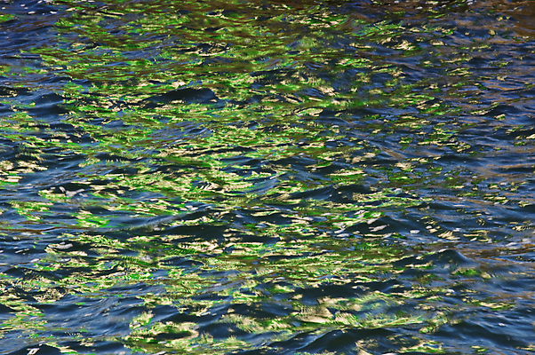 포토 JPG 해외이미지 디자인 호수 파도 백그라운드 자연 추상 휴식 건강 사람없음 야외 장식 초록색 물 여름 빛 강 햇빛 태양 반사 평화 환경 화목 봄 활발 성장 신선 소프트포커스 작음 순수 묘사 오브젝트 유기농 내추럴 생태학 해외202004 해외포토 자연요소 웰빙 계절 교육 바다 컬러 컨셉 무늬 촬영기법 크기 생태계 파일형식 이미지허브