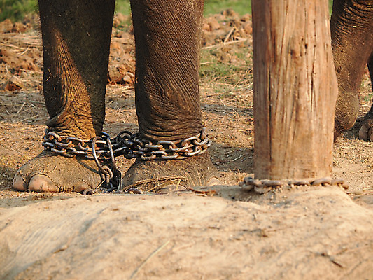 포토 JPG 해외이미지 동물 손가락 태국 코끼리 사람없음 못 가난 손톱 피부 고문 양발 해외202004 해외포토 손 아시아 컨셉 포유류 신체부위 공구 파일형식 이미지허브