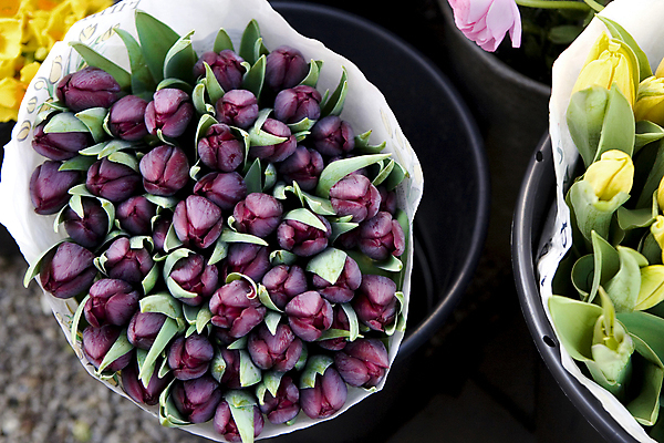 포토 JPG 해외이미지 식물 계절 꽃 꽃다발 비즈니스 자연 사람없음 가로 쇼핑 컬러풀 노란색 세일 상점 보라색 봄 활발 튤립 성장 그룹 시장 선택 구매 가격 다발 꽃집 양동이 그림 상업 매각 생존 해외202004 해외포토 컬러 컨셉 생태계 파일형식 이미지허브