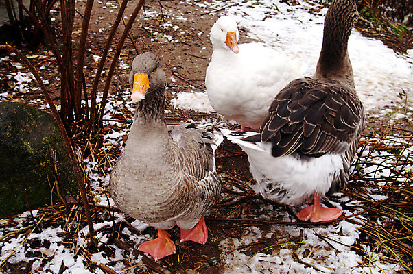 포토 JPG 해외이미지 동물 날개 오렌지 조류 생물 사람없음 갈색 회색 흰색 깃털 부리 거위 계산서 해외202004 해외포토 컬러 과일 파일형식 이미지허브