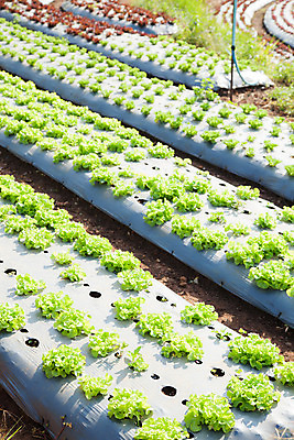 포토 JPG 해외이미지 식물 계절 산업 음식 백그라운드 잎 밭 농업 채소 자연 풍경 사람없음 야외 초록색 여름 햇빛 농장 농경지 흙 봄 수확 성장 시골 신선 상추 땅 유기농 장면 내추럴 밭일 줄서기 채식주의자 해외202004 해외포토 웰빙 컬러 모션 태양 생태계 채식 파일형식 이미지허브