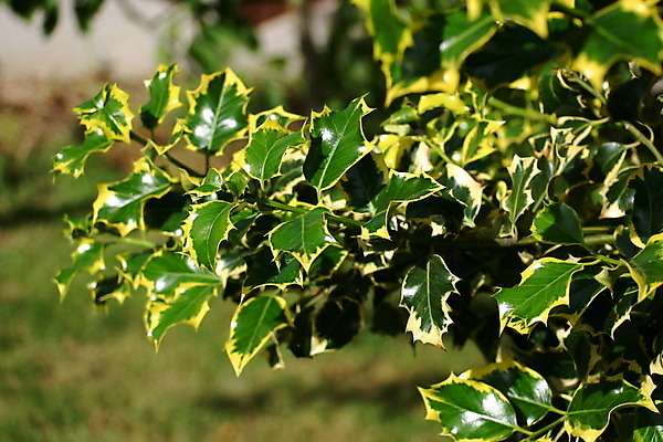 포토 JPG 해외이미지 열매 사람없음 해외202004 해외포토 식물 파일형식 이미지허브