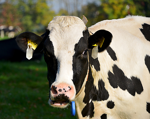 포토 JPG 해외이미지 나무 동물 구름 1 응시 얼굴 백그라운드 패턴 밭 포유류 자연 하늘 서기 미소 풍경 사람없음 초록색 여름 파란색 농작물 농장 머리 우주 검은색 소고기 가을 흰색 시골 소 닫기 방목 자르기 코 귀 고립 해외202004 해외포토 자연요소 식물 시선 계절 컬러 무늬 농업 모션 표정 육류 신체부위 축산업 생태계 파일형식 이미지허브