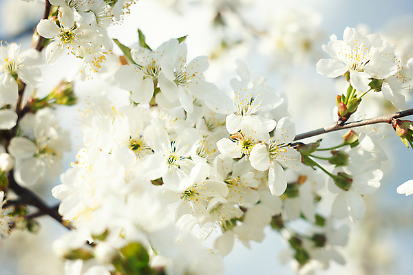 포토 JPG 해외이미지 주간 사람없음 야외 아웃포커스 봄 벚꽃 해외202004 해외포토 자연요소 계절 꽃 촬영기법 파일형식 이미지허브