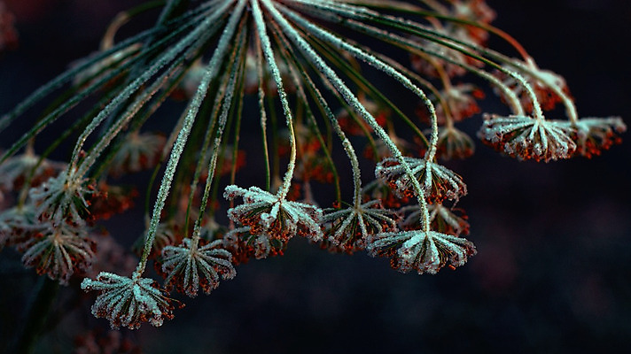 포토 JPG 해외이미지 나무 식물 계절 공원 백그라운드 크리스마스 겨울 밭 자연 아침 날씨 풍경 사람없음 초록색 물 파란색 빛 햇빛 태양 얼음 봄 추위 안개 흰색 시골 숲 시원함 12월 서리 해외202004 해외포토 주간 자연요소 공공시설 기념일 컬러 농업 날짜 생태계 파일형식 이미지허브