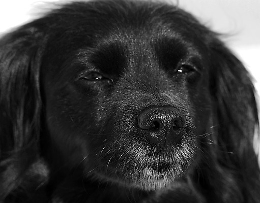 포토 JPG 해외이미지 동물 포유류 털 사람없음 반려동물 검은색 흰색 개 작음 송곳니 경보 동반자 충실 해외202004 해외포토 컬러 치아 크기 파일형식 이미지허브