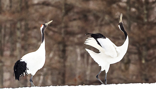 포토 JPG 해외이미지 동물 야생동물 겨울 자연 조류 사람없음 야외 일본 흰색 기중기 홋카이도 해외202004 해외포토 계절 아시아 컬러 중장비 생태계 파일형식 이미지허브