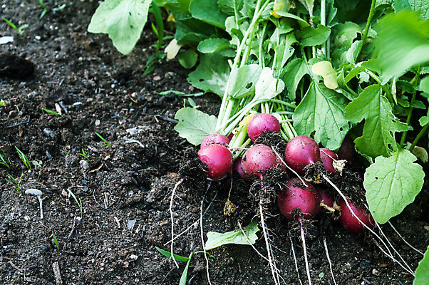 포토 JPG 해외이미지 지구 음식 잎 농업 채소 자연 프레임 건강 사람없음 빨간색 초록색 여름 농작물 정원 흙 수확 신선 도시 유기농 원예 총각무 해외202004 해외포토 식물 웰빙 계절 산업 컬러 취미 무 생태계 파일형식 이미지허브