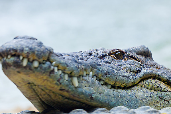포토 JPG 해외이미지 동물 접시 야생동물 파충류 아프리카 자연 생물 동물원 저울 사람없음 가로 물 머리 입 치아 위험 큼 가죽 사파리 피부 묘사 육식동물 악어 사냥꾼 서식지 남쪽 내추럴 몬스터 힘찬 해외202004 해외포토 자연요소 직업 식기 나라 컨셉 신체부위 소화기관 크기 방향 생태계 파일형식 이미지허브
