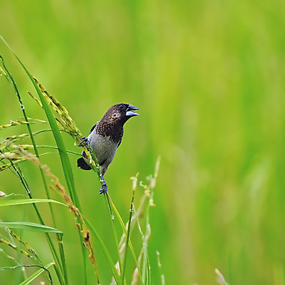 포토 JPG 해외이미지 동물 아시아 야생동물 태국 자연 조류 휴식 씨앗 사람없음 흰색 낟알 부리 참새 해외202004 해외포토 식물 나라 컬러 컨셉 생태계 파일형식 이미지허브