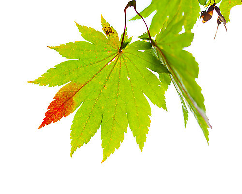 포토 JPG 해외이미지 나무 식물 디자인 계절 아시아 백그라운드 단풍 잎 오렌지 자연 추상 사람없음 장식 빨간색 초록색 컬러풀 노란색 일본 가을 흰색 나뭇가지 질감 10월 내추럴 강렬 고립 엘리먼트 팁 해외202004 해외포토 나라 컬러 무늬 과일 날짜 생태계 파일형식 이미지허브