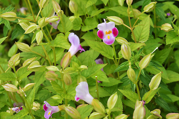 포토 JPG 해외이미지 식물 계절 공원 꽃잎 꽃 줄기 분홍색 꽃다발 백그라운드 잎 꽃무늬 밭 자연 사람없음 야외 초록색 여름 파란색 컬러풀 노란색 정원 보라색 봄 벚꽃 가을 흰색 신선 개화 작음 원예 부드러움 내추럴 강렬 해외202004 해외포토 공공시설 컬러 무늬 농업 취미 감각 크기 생태계 파일형식 이미지허브