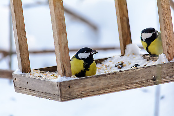 포토 JPG 해외이미지 동물 계절 공원 야생동물 음식 백그라운드 겨울 날개 자연 조류 씨앗 사람없음 야외 목재 컬러풀 갈색 노란색 환경 정원 냉동 검은색 추위 흰색 숲 작음 먹이 깃털 서리 부리 동물상 수수 수유 눈내림 해외202004 해외포토 나무 식물 공공시설 컬러 재료 눈_날씨 조형물 크기 생태계 파일형식 이미지허브