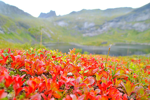 포토 JPG 해외이미지 잎 전등 산 노르웨이 사람없음 빛 가을 해외202004 해외포토 식물 계절 유럽 조명 파일형식 이미지허브