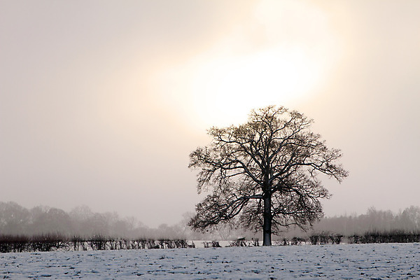 포토 JPG 해외이미지 나무 계절 공원 호수 조각 겨울 자연 하늘 아침 날씨 휴가 요정 풍경 사람없음 야외 물 빛 울타리 강 태양 반사 일출 냉동 얼음 어둠 일몰 추위 안개 흰색 나뭇가지 눈송이 숲 시원함 12월 서리 장면 눈보라 1월 내추럴 폭설 눈내림 해외202004 해외포토 주간 자연요소 식물 공공시설 컬러 눈_날씨 담장 노을 날짜 자연재해 생태계 파일형식 이미지허브