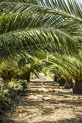 포토 JPG 해외이미지 나무 식물 잎 농업 자연 손바닥 사람없음 야외 초록색 농장 수확 작음 해외202004 해외포토 손 산업 컬러 크기 생태계 파일형식 이미지허브