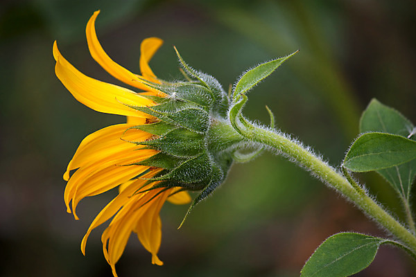 포토 JPG 해외이미지 식물 꽃잎 꽃 백그라운드 자연 해바라기 씨앗 사람없음 여름 노란색 그림 해외202004 해외포토 계절 컬러 생태계 파일형식 이미지허브